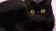Чёрные британские кошки