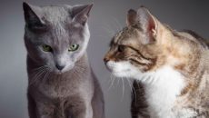 Как подружить двух кошек или котов