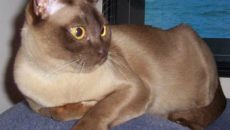 Бурманская кошка: кирпич, завёрнутый в шёлк